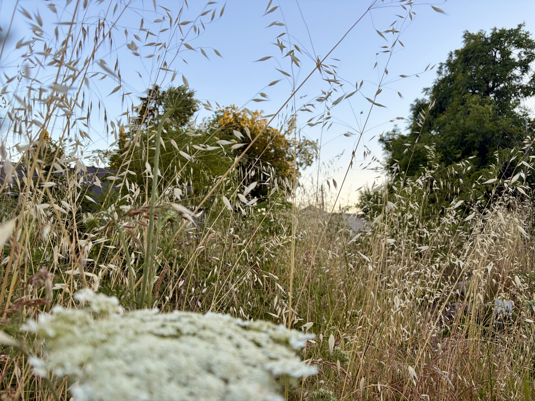 A pretty field with tall grasses and some trees, and a blue sky.
