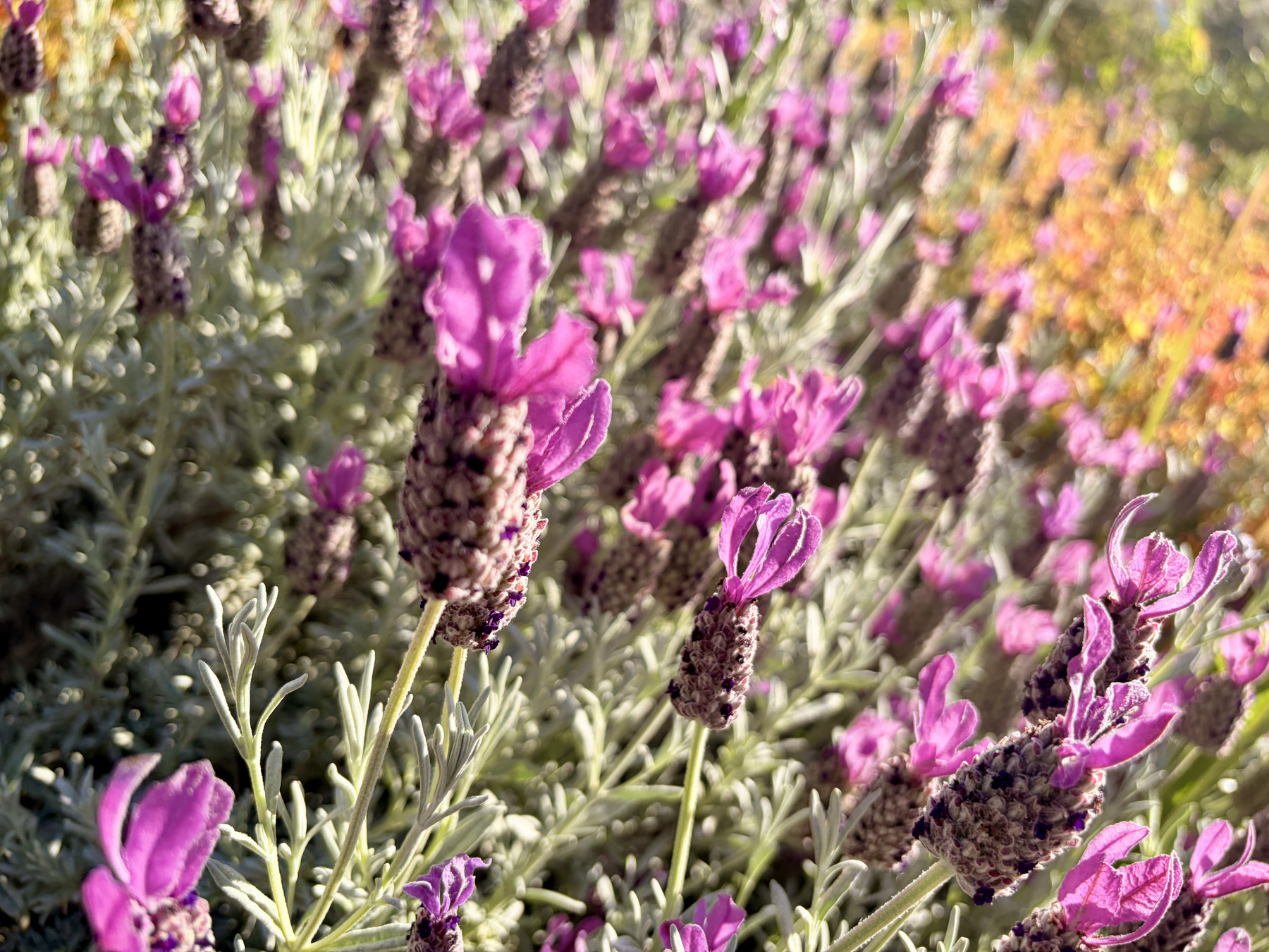 Lavender, in the sun.