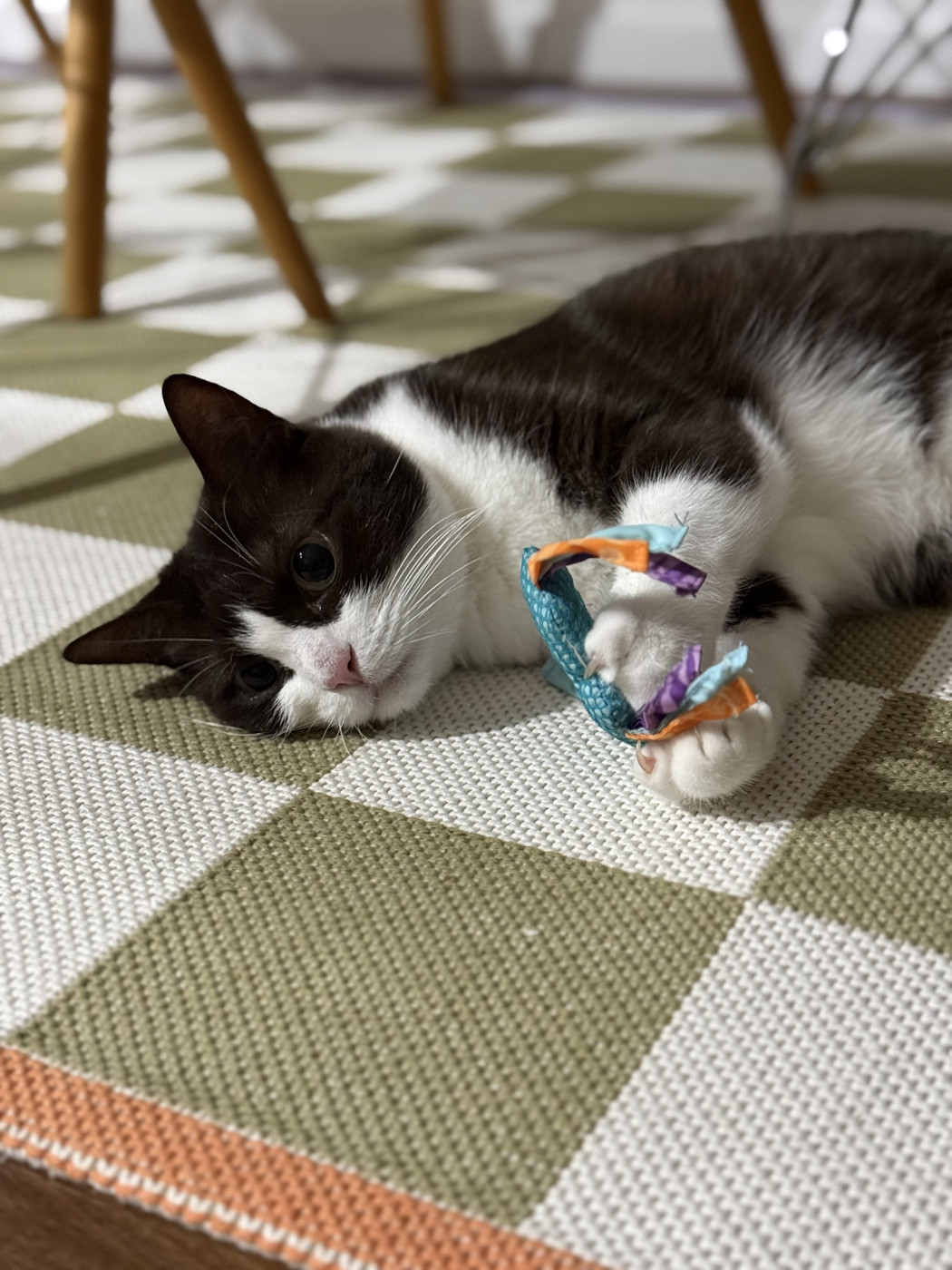 A black and white cat called Ali laying on a rug with large green and white chequered squares. She is staring off into the distance while clutching a pale blue toy with bits of multi coloured ribbon on it.