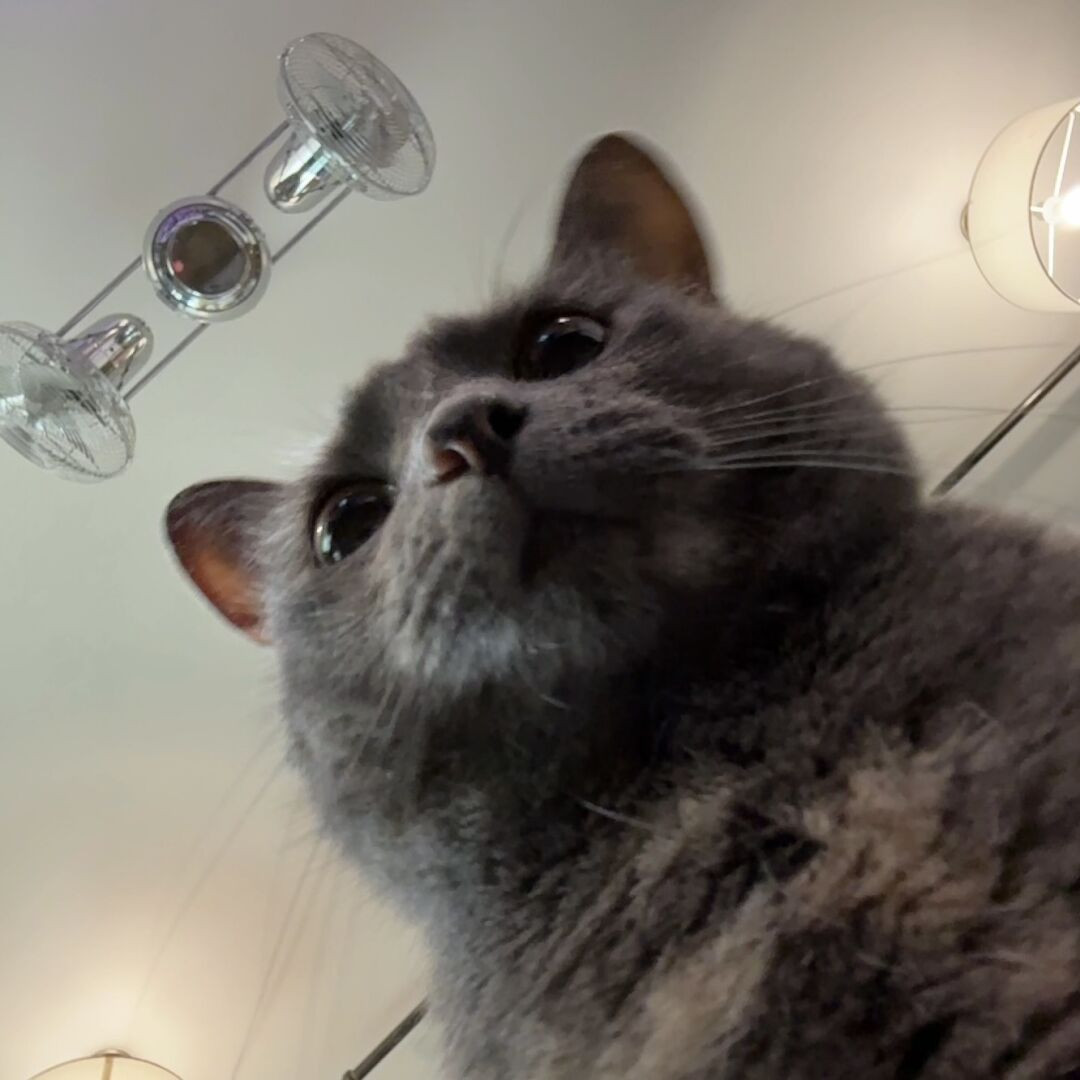 cat looking down at you