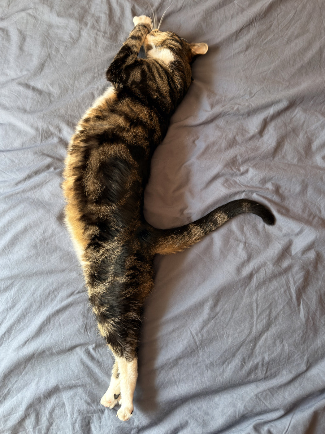 Tabby cat stretched out fully on its side on a grey blanket, back to camera, legs extended and tail curled.