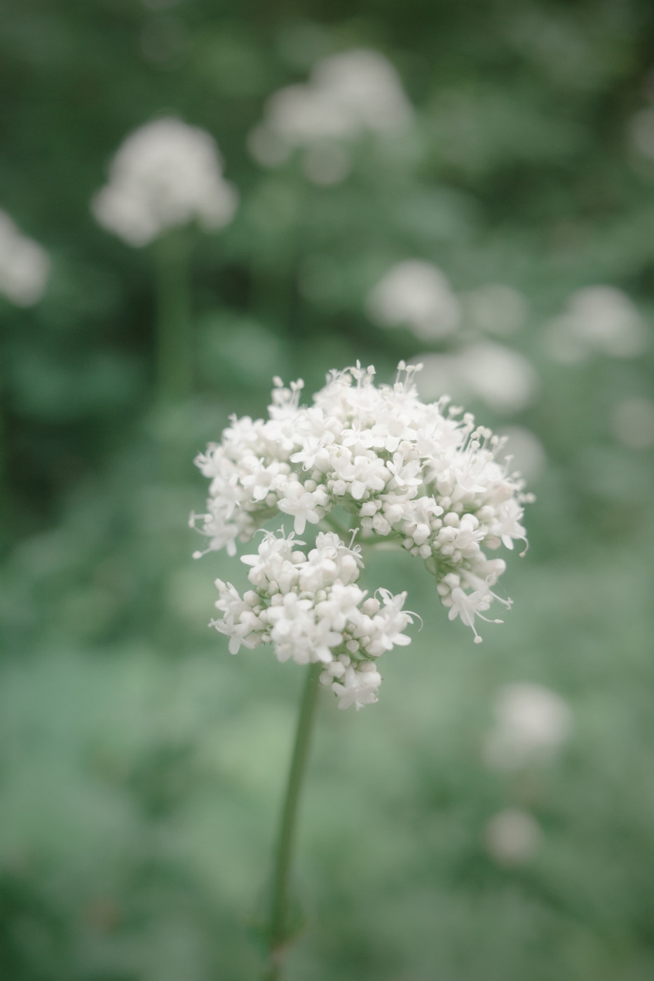 Close-up of a white, ball-shaped cluster of tiny flowers on a slender green stem, with a soft, out-of-focus green background.