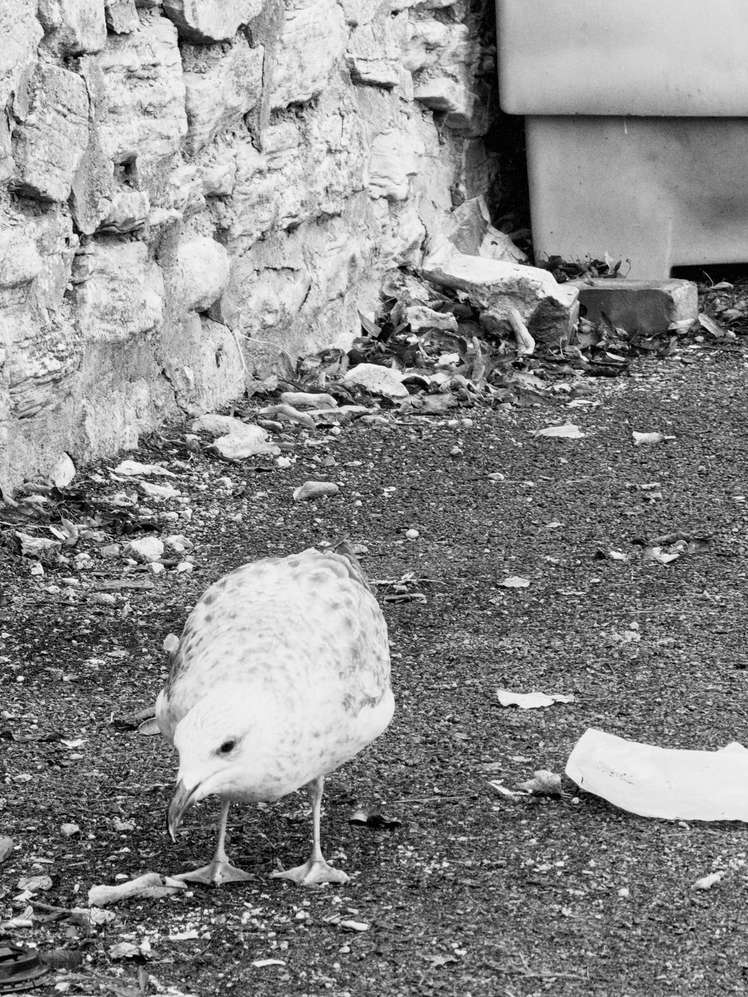 Black and white photo of a seagull pecking at gravel near a stone wall, a second gull visible behind rubble.