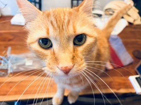 An orange cat, close up of their face as they stand on a dining room table looking up into the camera.