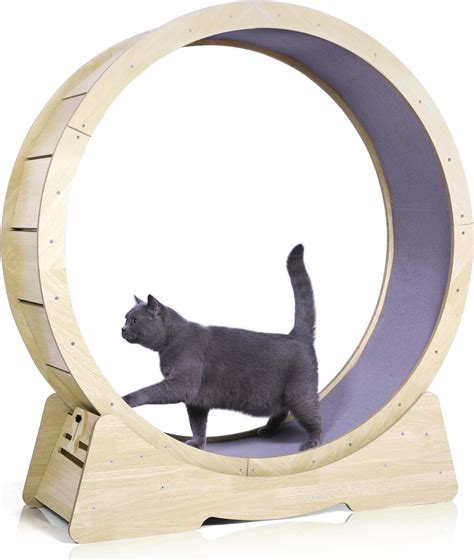 A grey cat on a wooden treadmill.