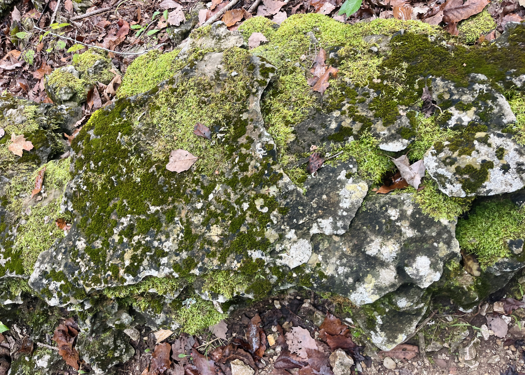 A nice layered gray rock with light and dark gray spots and dark green and light green moss, it’s a very nice rock.