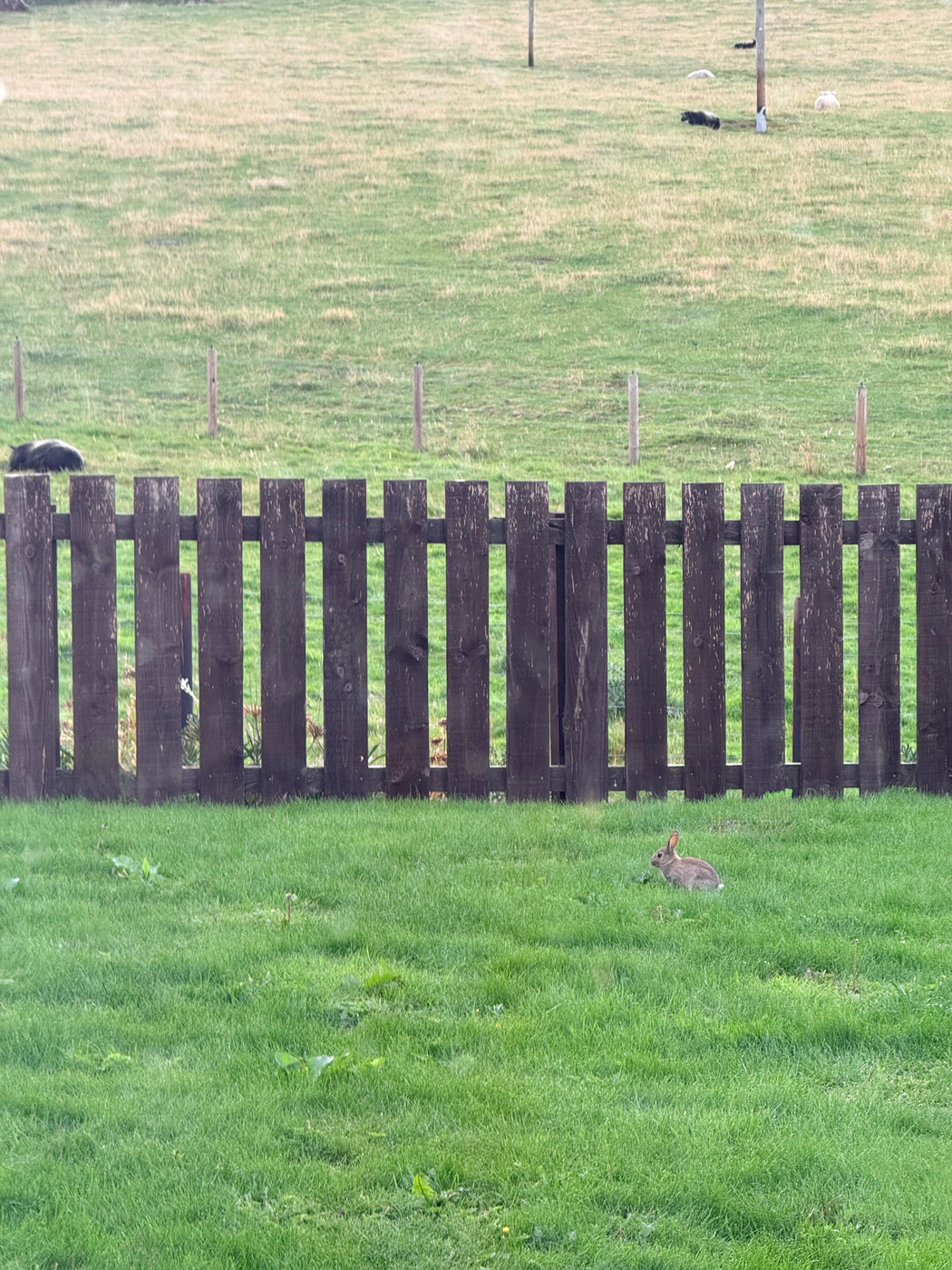 Small rabbit sitting in a grassy garden near a dark wooden fence, with open fields and grazing animals in the background.