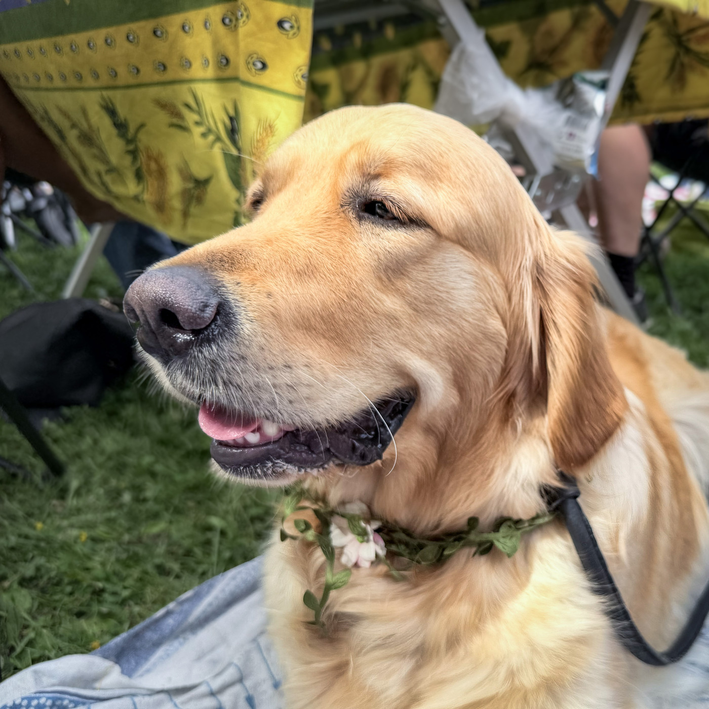 A golden retriever with a wreath of leaves and small flowers around her neck, smiling with her mouth open, sitting on a blanket in the grass.
