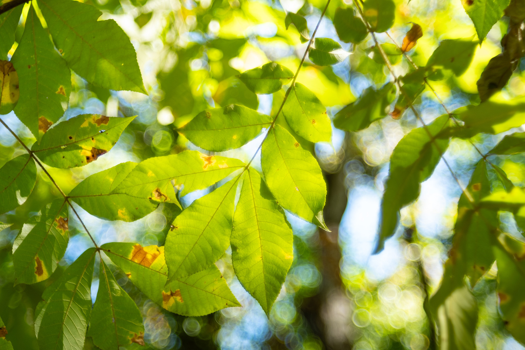 Fujinon 55mm f/2.2 Bubble Bokeh Lens - Adam Shurte