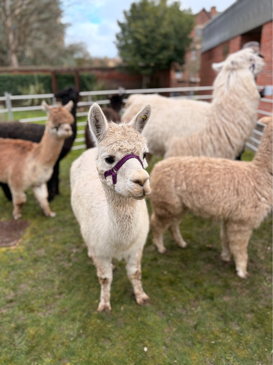 A small group of alpacas standing in a grassy enclosure beside a brick building, with a white alpaca wearing a purple halter in the foreground and brown, black and cream alpacas behind.