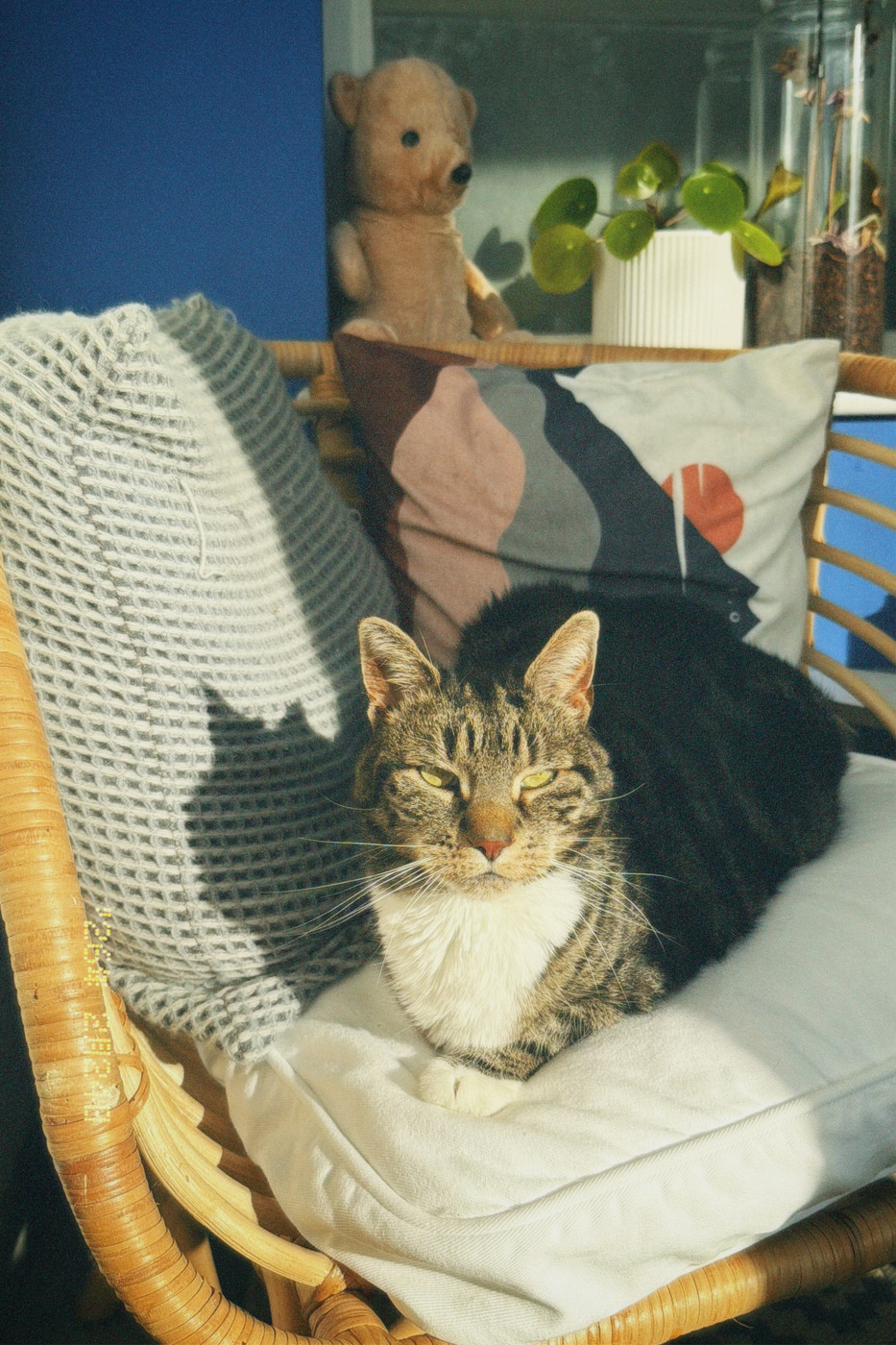 A tabby and white cat is resting on a sunlit wicker chair with a white cushion. Its shadow falls clearly across a knitted grey blanket draped over the chair. In the background, a teddy bear sits beside a green plant on a windowsill against a blue wall.