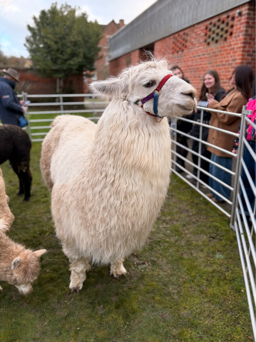 A white alpaca with a red and blue halter standing in a grassy pen beside a brick building, with visitors gathered behind a metal fence and other alpacas nearby.
