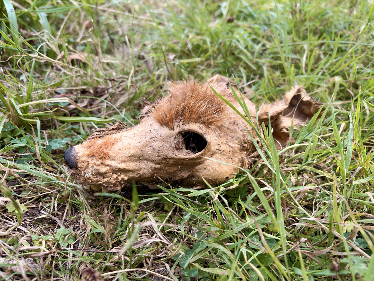 Partially decomposed fox’s head lying among long grass and weeds.