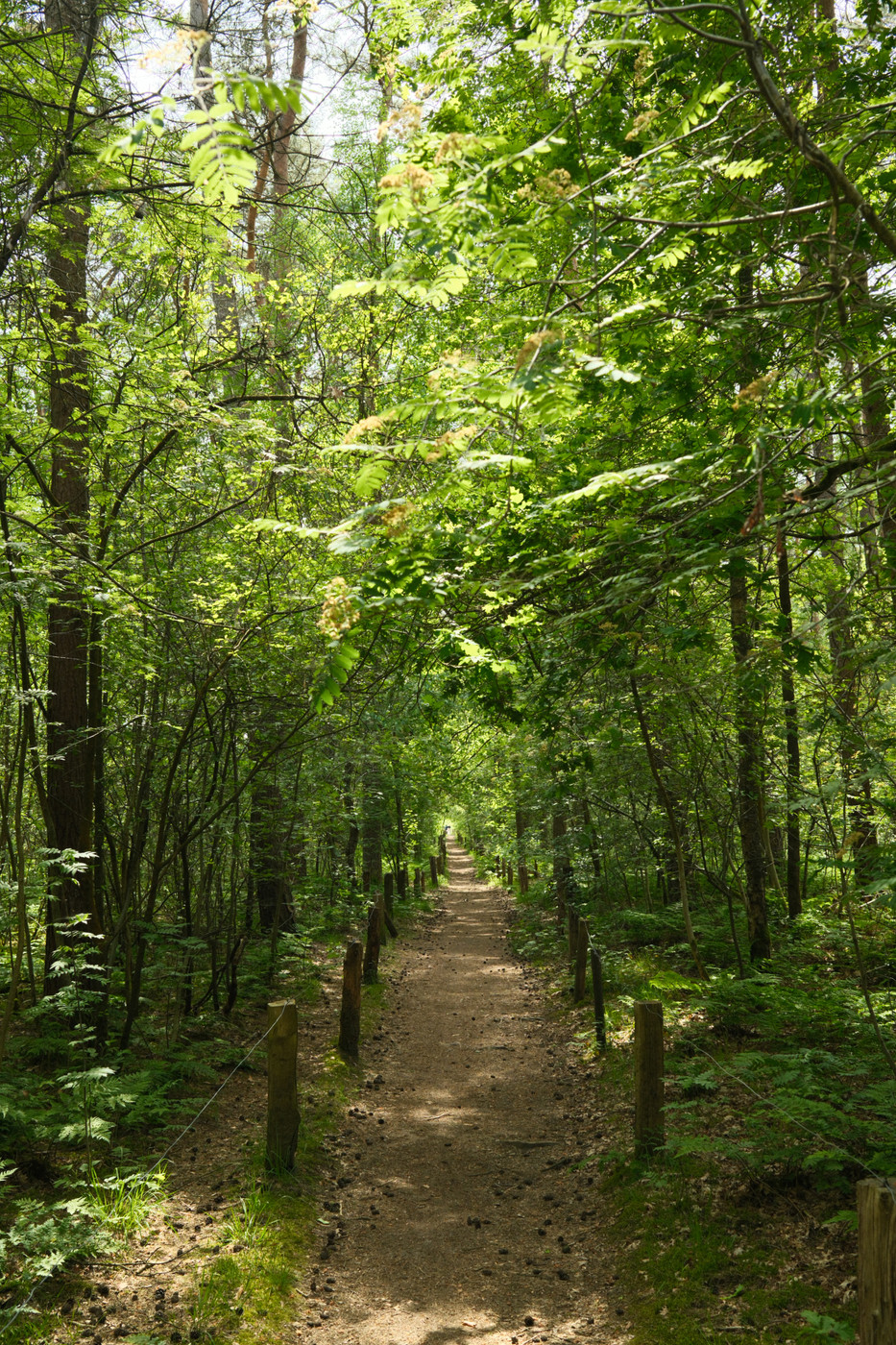Sunlit forest path: a narrow dirt trail flanked by wooden posts and a low wire fence, winding through dense green woodland. Tall trees with lush leaves arch overhead, casting dappled light on the ground as the path recedes into the distance.