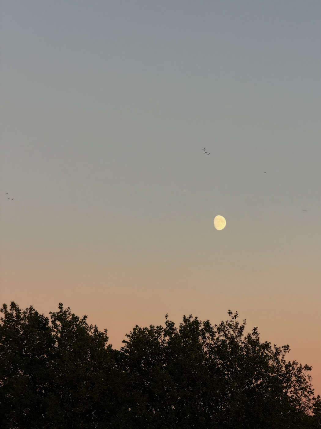 Full moon glowing in a dusky pink and grey sky above a dark treeline, with birds in flight nearby.