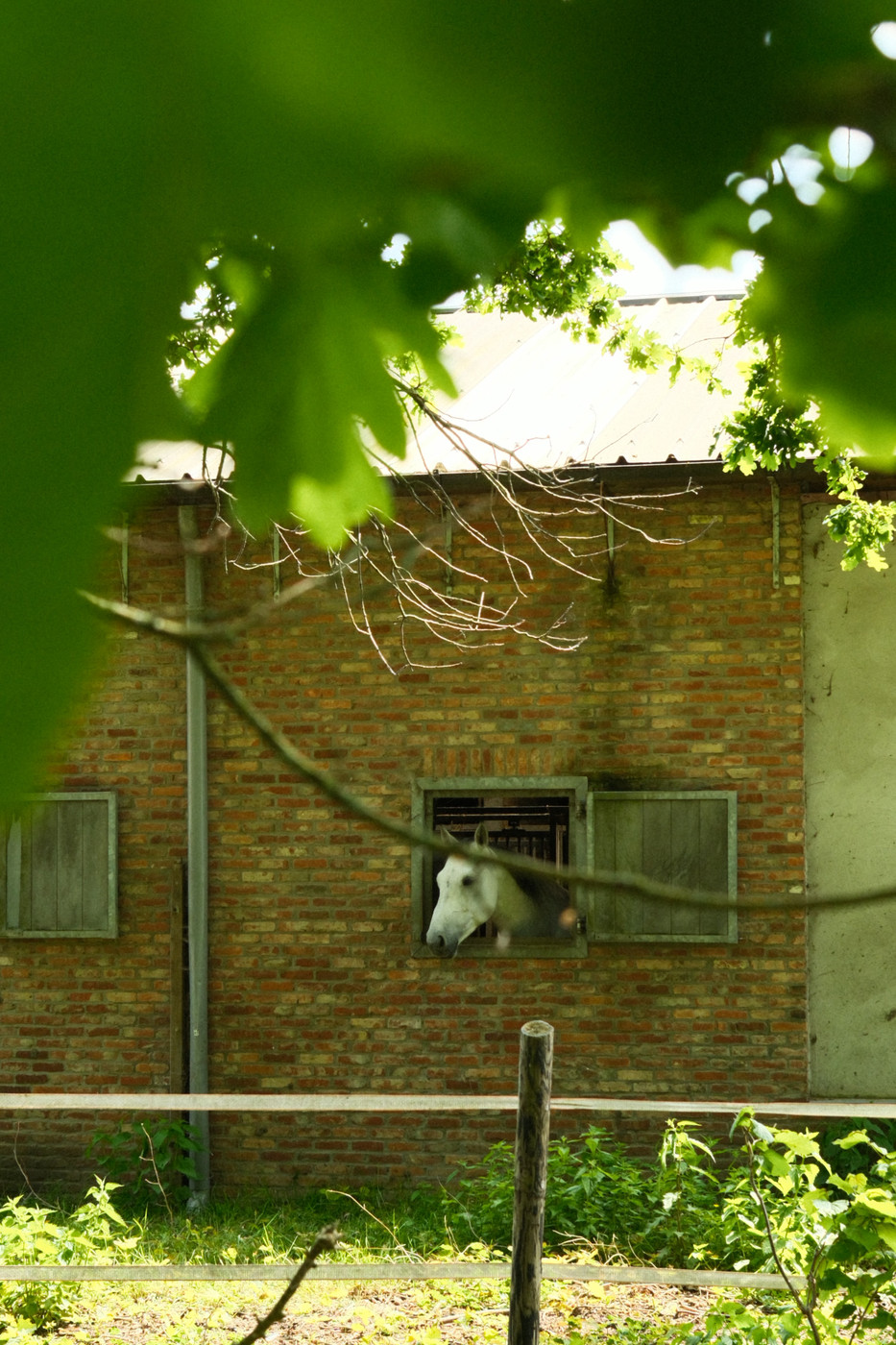 A brick building framed by large green leaves in the foreground. In the middle window a white horse head peeks out, looking toward the camera. The wall has grey-green wooden shutters on other windows, with bare tree branches across the brick. A wooden post and some greenery sit along the bottom.