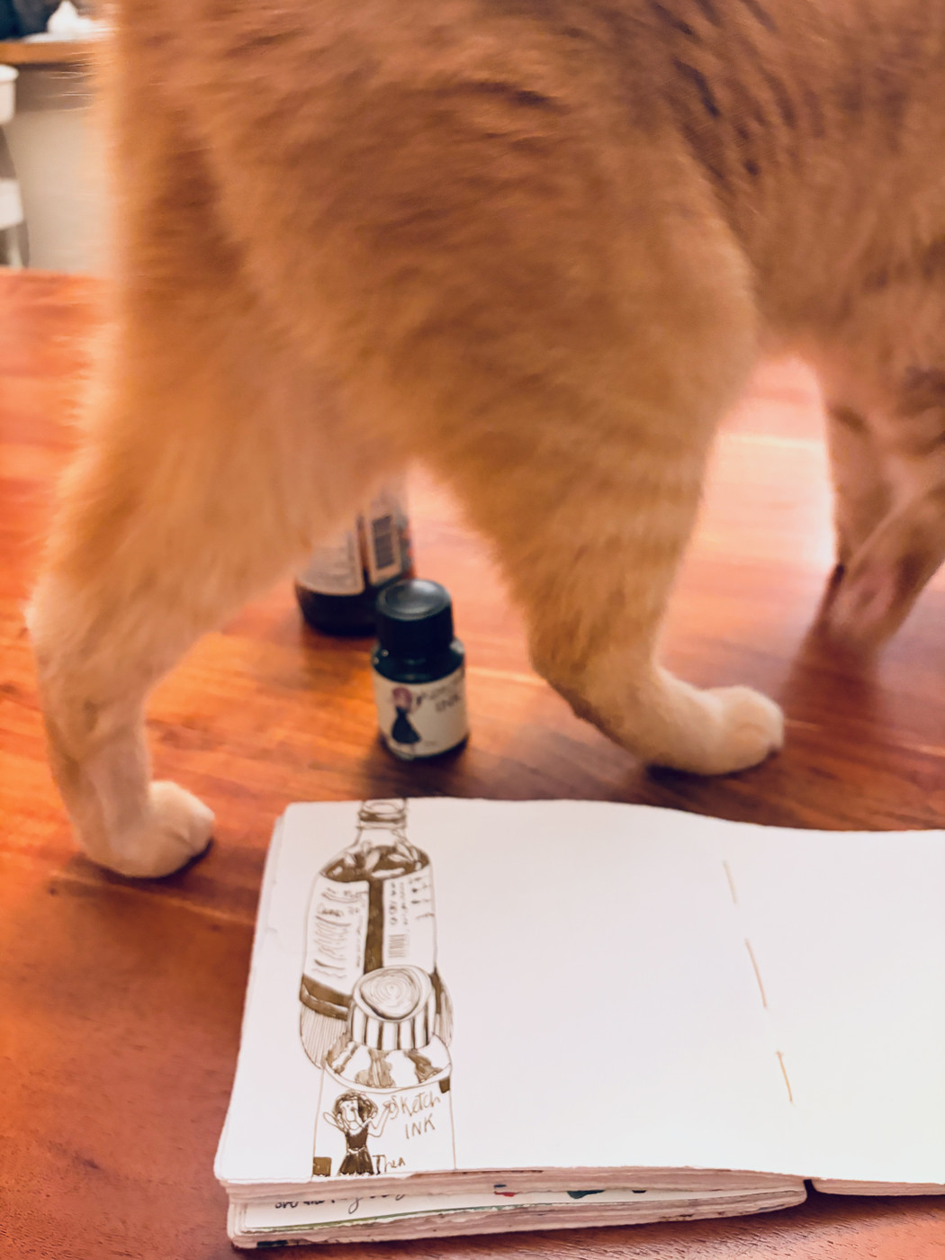 Orange cat legs walking over book and ink bottle.