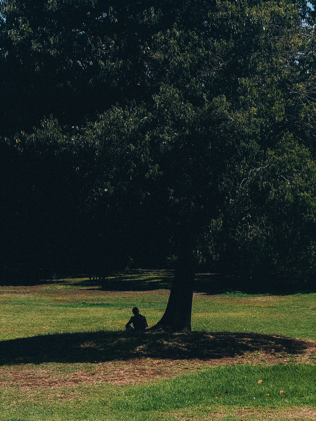 A person sits in the shade of a large tree on a grassy field, surrounded by sunlight and shadows.