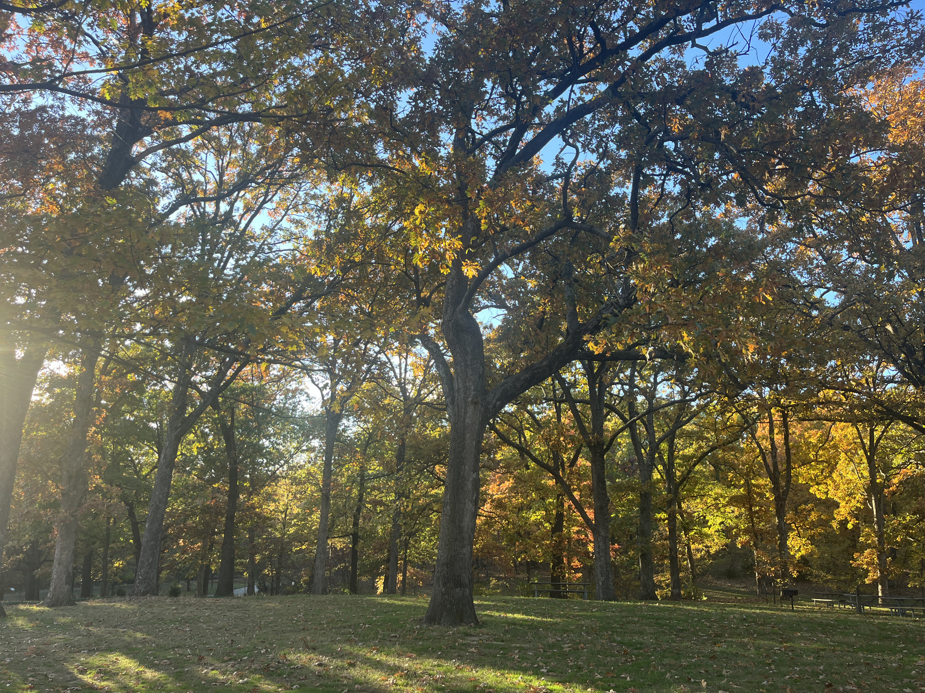 A tall oak tree with autumn foliage growing out of a grassy area with more trees growing behind it, several meters away, in a kind of semicircle of wooded area with this tree somewhat separate in the center of the photo. The sky is blue and sun streams down on the left side.