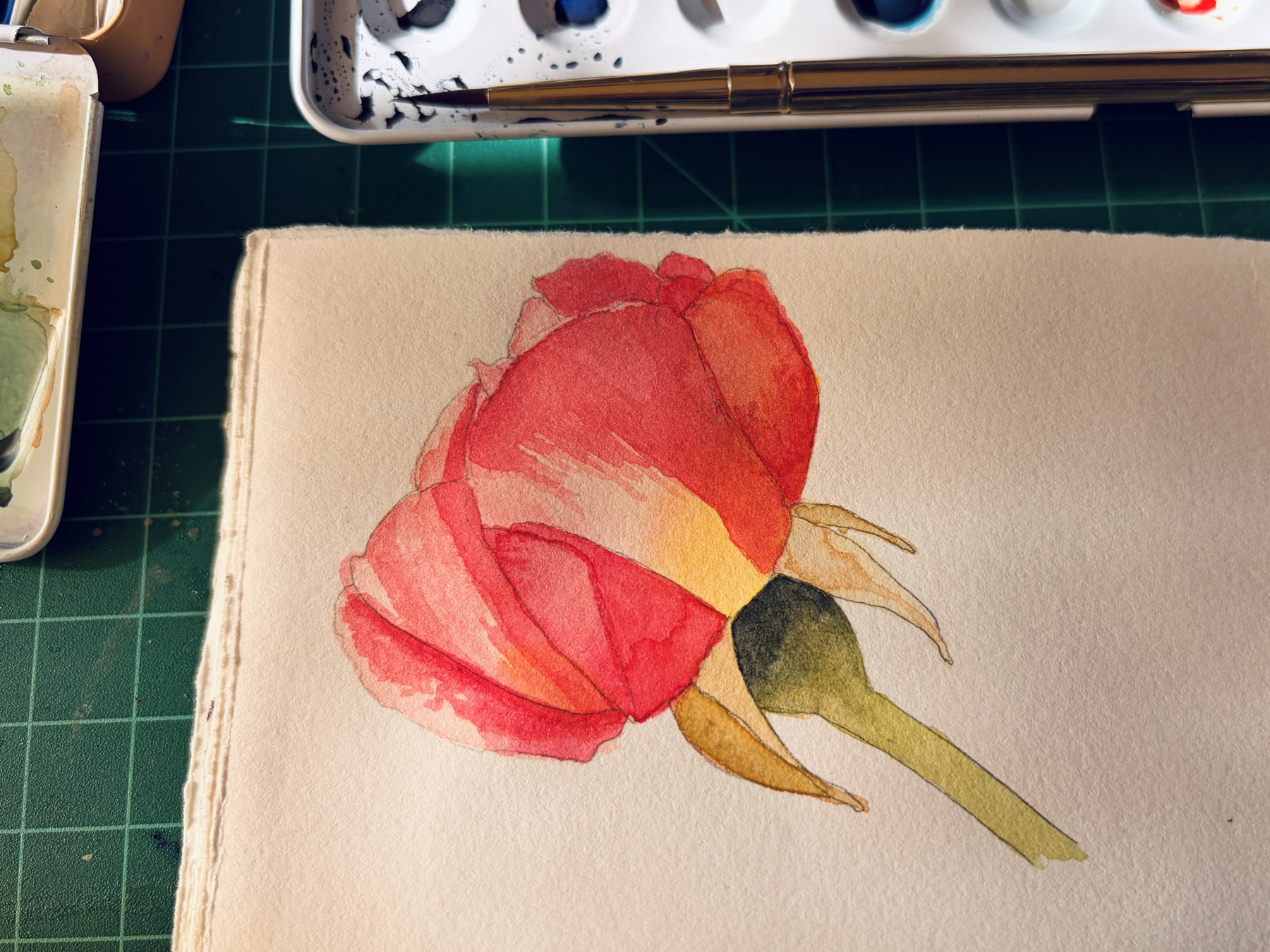 A pink rose with yellow highlights.