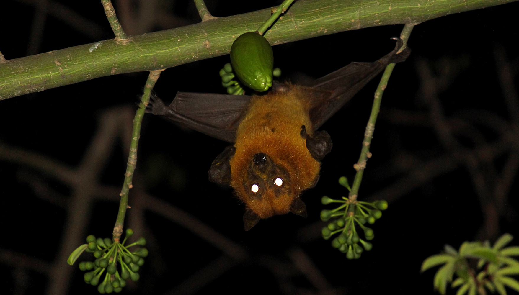 Bats - working the graveyard shift - Value in nature