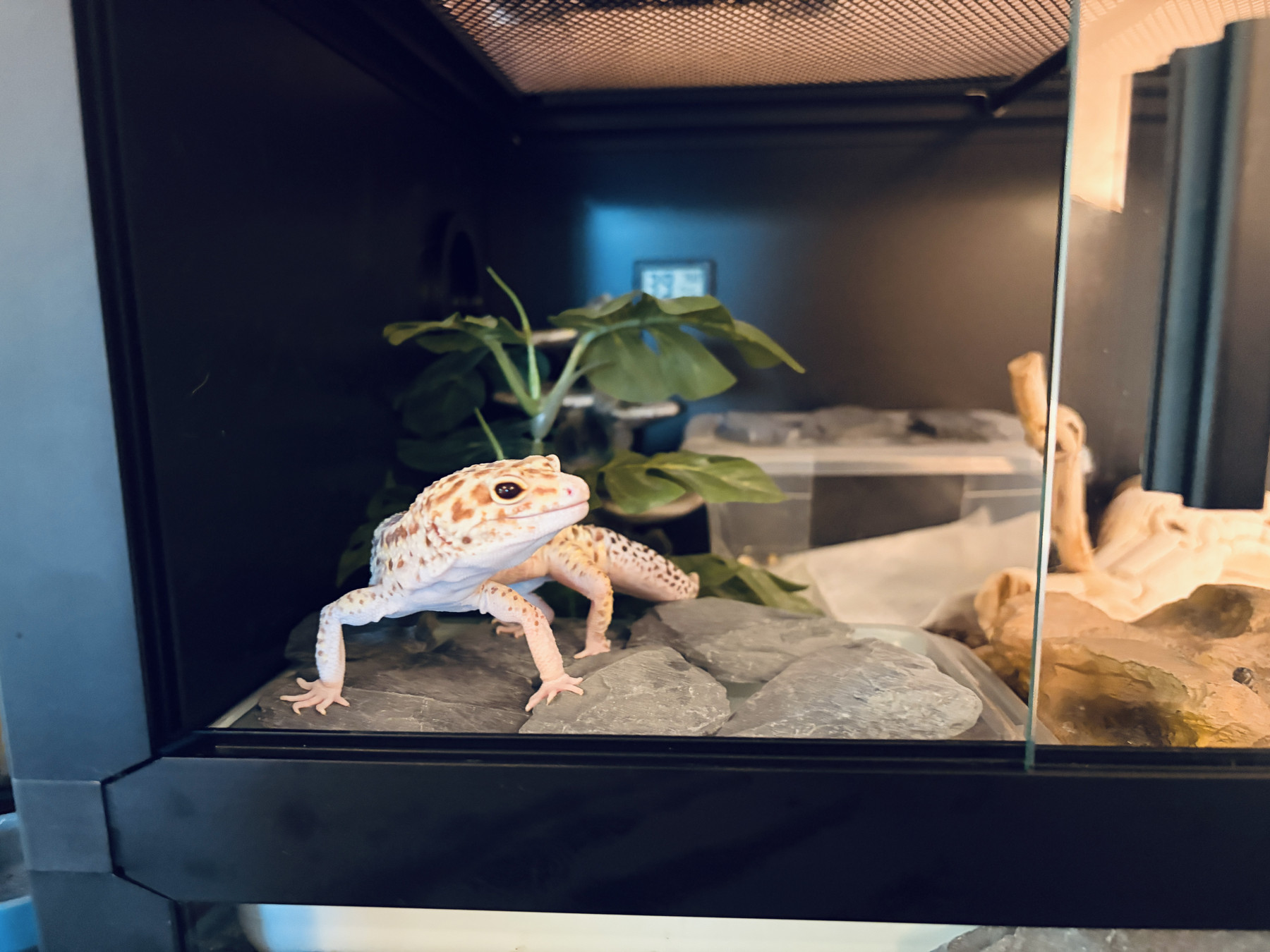 A gecko standing on some rocks peeking out the open glass door of a terrarium.