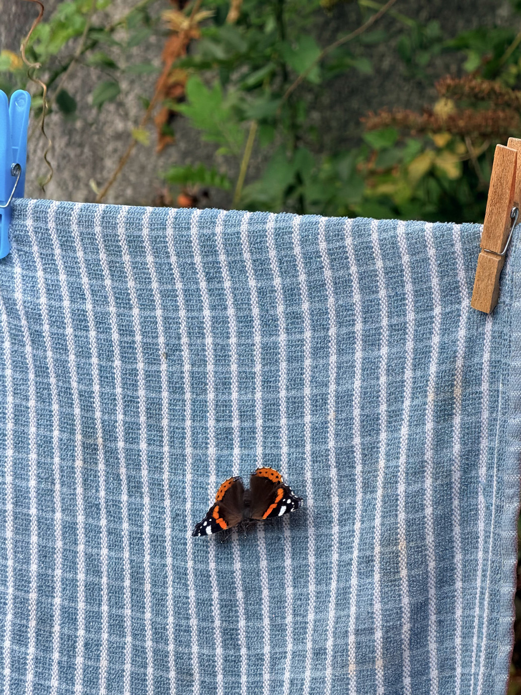 This image features a butterfly, likely a Red Admiral, with striking black wings, orange bands, and white spots, resting on a blue and white striped cloth that is hanging from a clothesline with a blue plastic peg and a wooden peg. The butterfly is positioned near the center of the cloth, with its wings spread open. The background is softly blurred, showing green foliage and a stone wall, suggesting an outdoor setting.