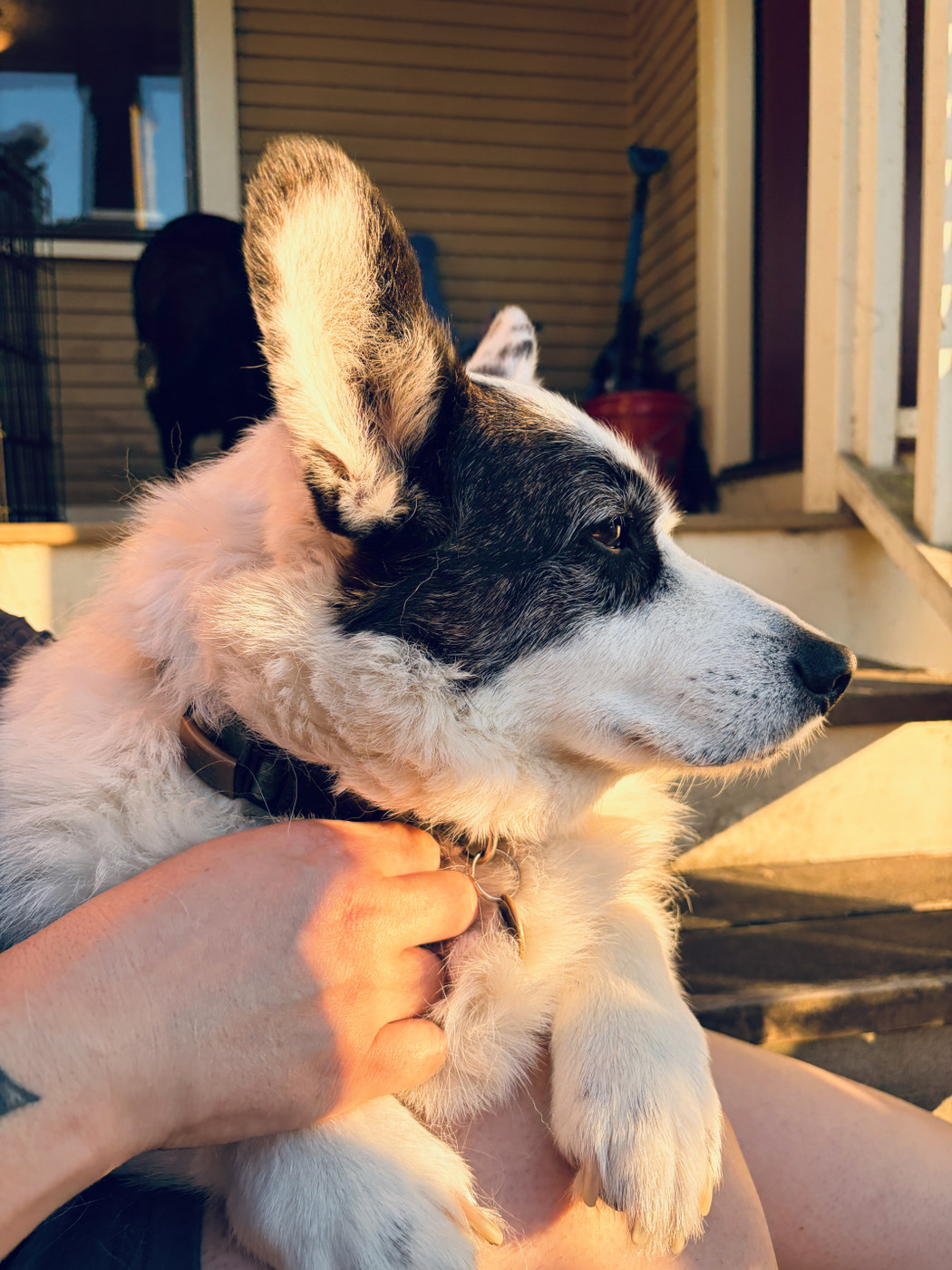 A corgi on a lap, his face looking to the right as he takes in the sun.