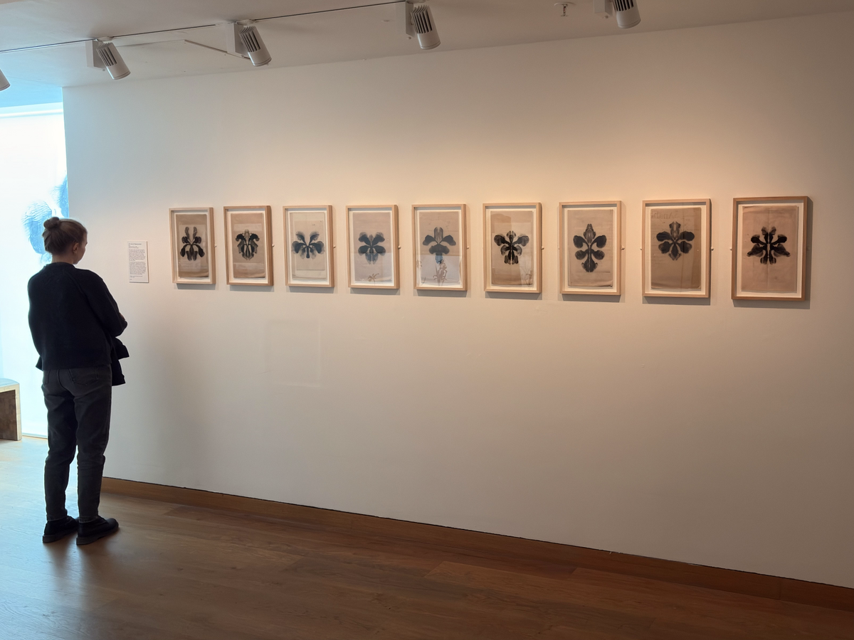 A person stands in a gallery looking at a row of framed botanical prints arranged in a straight line on a white wall under track lighting.