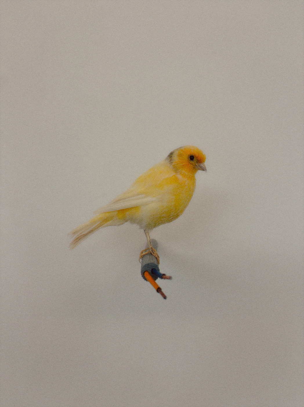 A small yellow canary with an orange head perched on a gray stand against a plain light background. The bird is facing to the right, with a pale gray beak, and one leg has a blue/gray leg band with an orange accent.