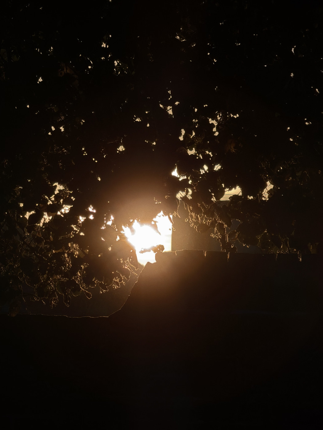 A silhouette of tree leaves and a structure against a bright, setting or rising sun, creating a strong contrast between the dark foreground and the glowing light.