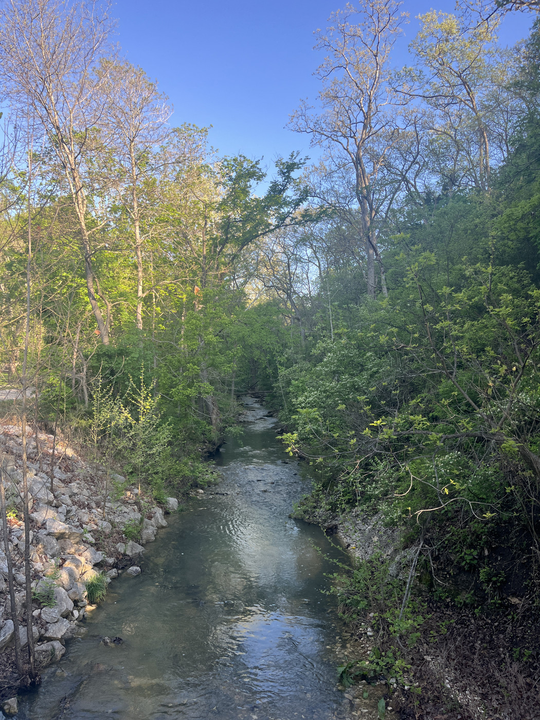 A shallow stream runs through the woods with rocks in the foreground and a blue sky rising up behind the trees.