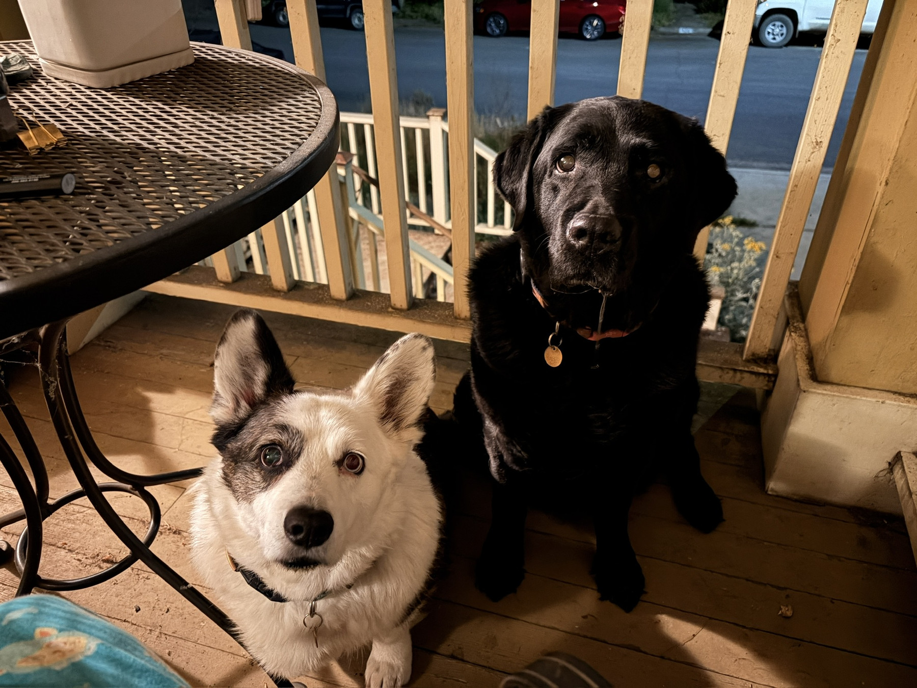 A corgi and a black Labrador, sitting on a porch, looking up at their person with deep longing.
