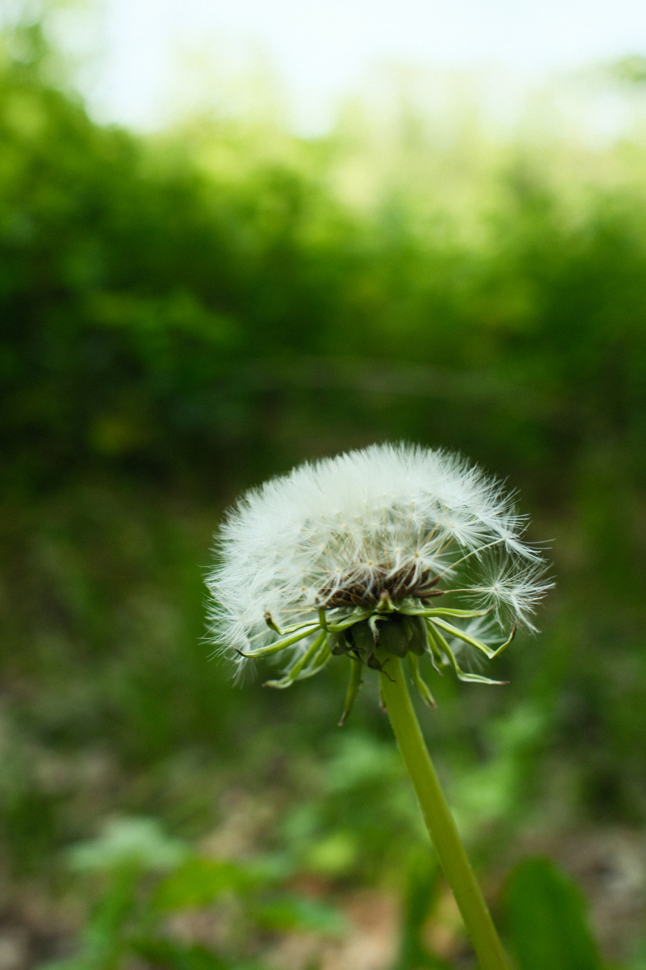 Close-up of a dandelion seed head with white fluffy seeds on a green stem, set against a blurred green outdoor background.