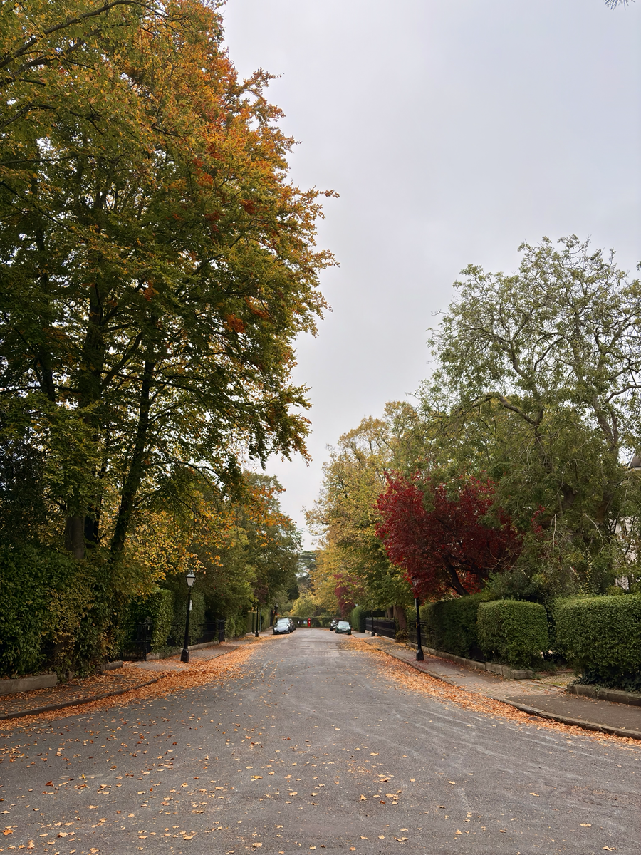 A quiet residential street lined with tall trees in autumn, their leaves turning shades of orange, red, and yellow. Fallen leaves scatter across the road and pavement, and a few parked cars are visible in the distance under an overcast sky.