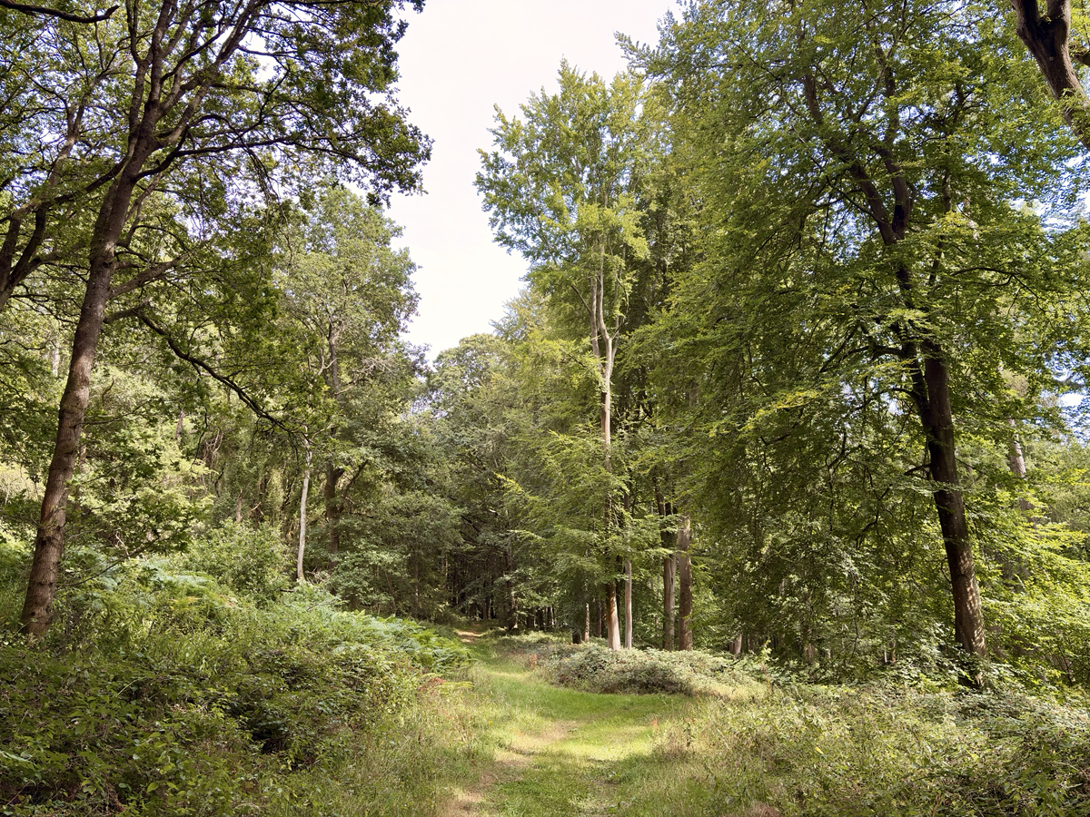 Sunlit grassy path winding through dense green woodland beneath a canopy of tall mature trees.