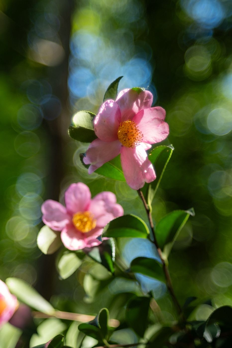 Fujinon 55mm f/2.2 Bubble Bokeh Lens - Adam Shurte
