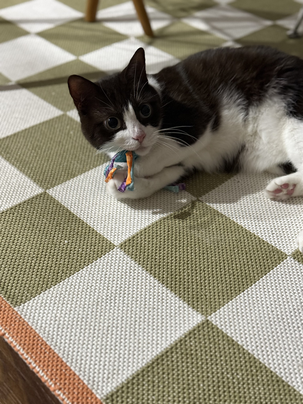 A black and white cat called Ali laying on a rug with large green and white chequered squares. Her head is turned looking up and she is staring off into the distance while clutching a pale blue toy with bits of multi coloured ribbon on it.
