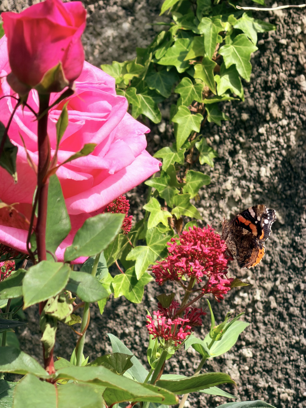 Close-up of bright pink roses and red flowers growing beside a textured stone wall covered in green ivy. A butterfly with orange and black markings rests on the flowers in sunlight.