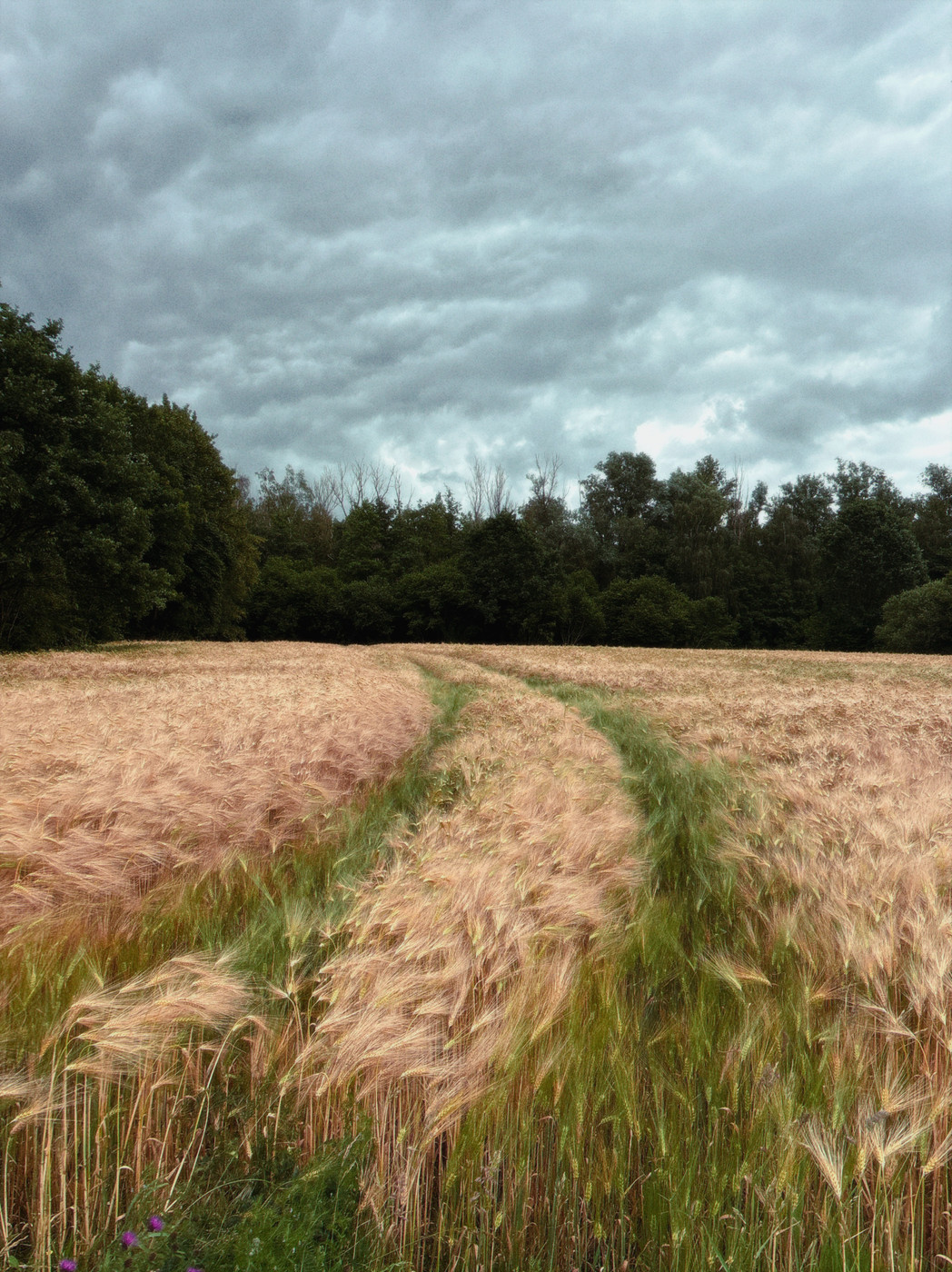 A wide rural scene showing a field of tall, golden grasses with a narrow green path running through the middle toward a dense line of trees on the horizon. The sky is heavy and gray with thick clouds, and a few purple wildflowers appear in the lower left foreground.