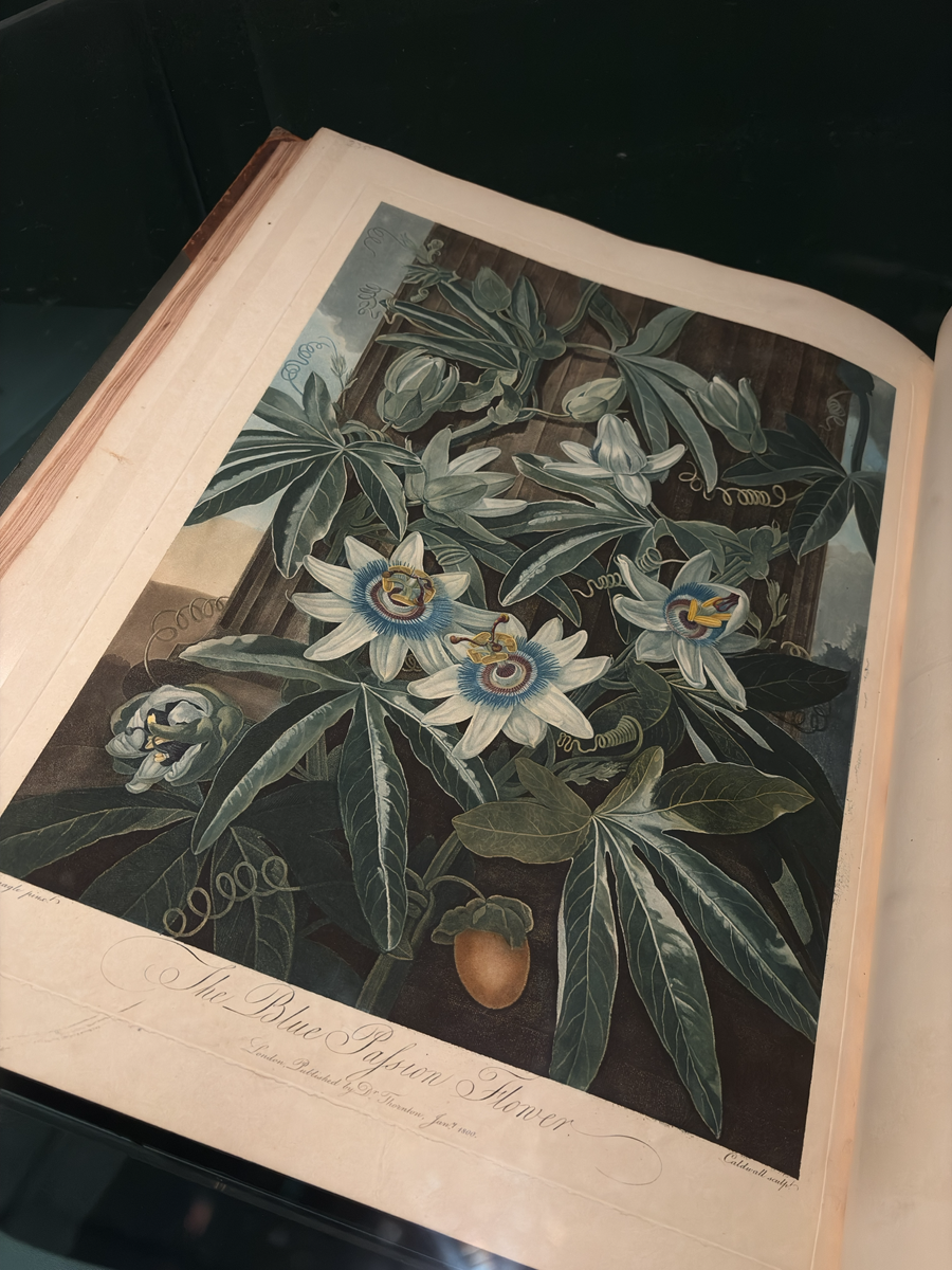An open book displays a detailed botanical illustration of the blue passion flower, showing white and blue blossoms, green leaves and curling tendrils on a large printed plate.