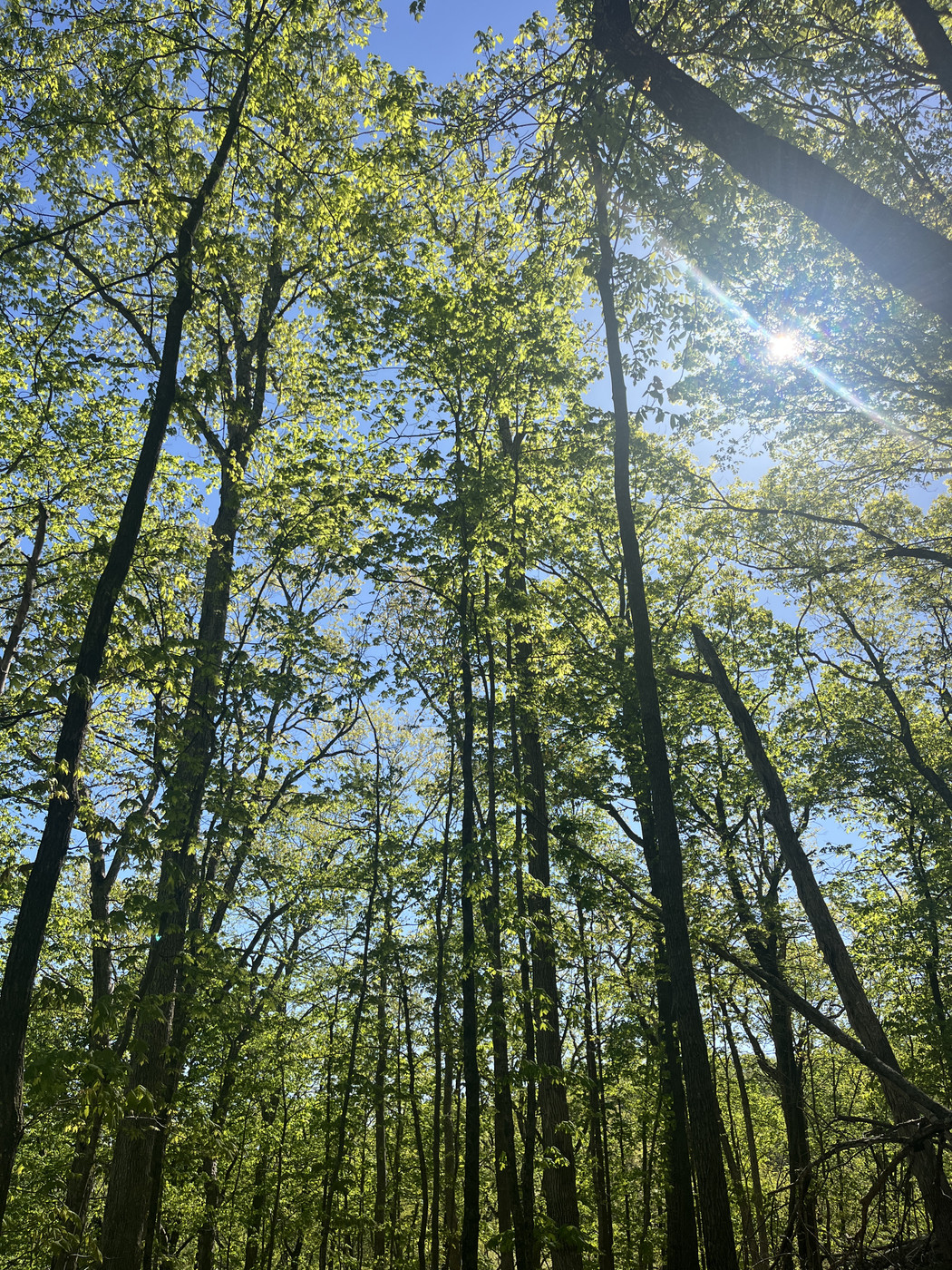 Looking up from the ground through a stand of deciduous trees with spring leaves, blue sky behind them, and the sun shining thru.