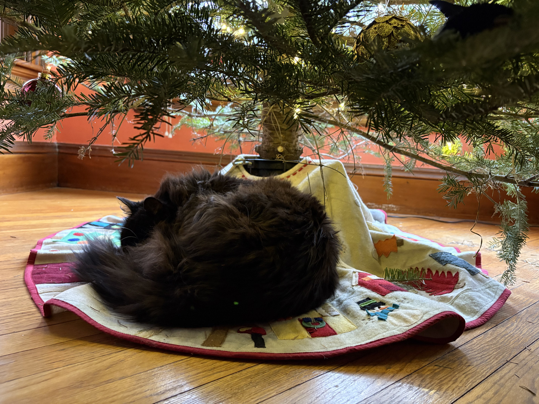 Black cat curled up under a Christmas tree