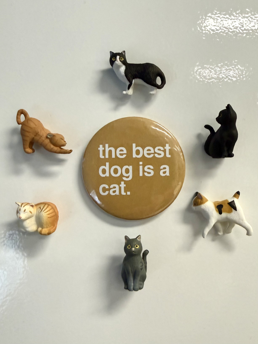 A round metal magnet, light tan colour with white writing which says - the best dog is a cat. The magnet is surround by 6 small magnets of cats of different breeds positioned at 12, 2, 4, 6, 8 and 10 on a clock.