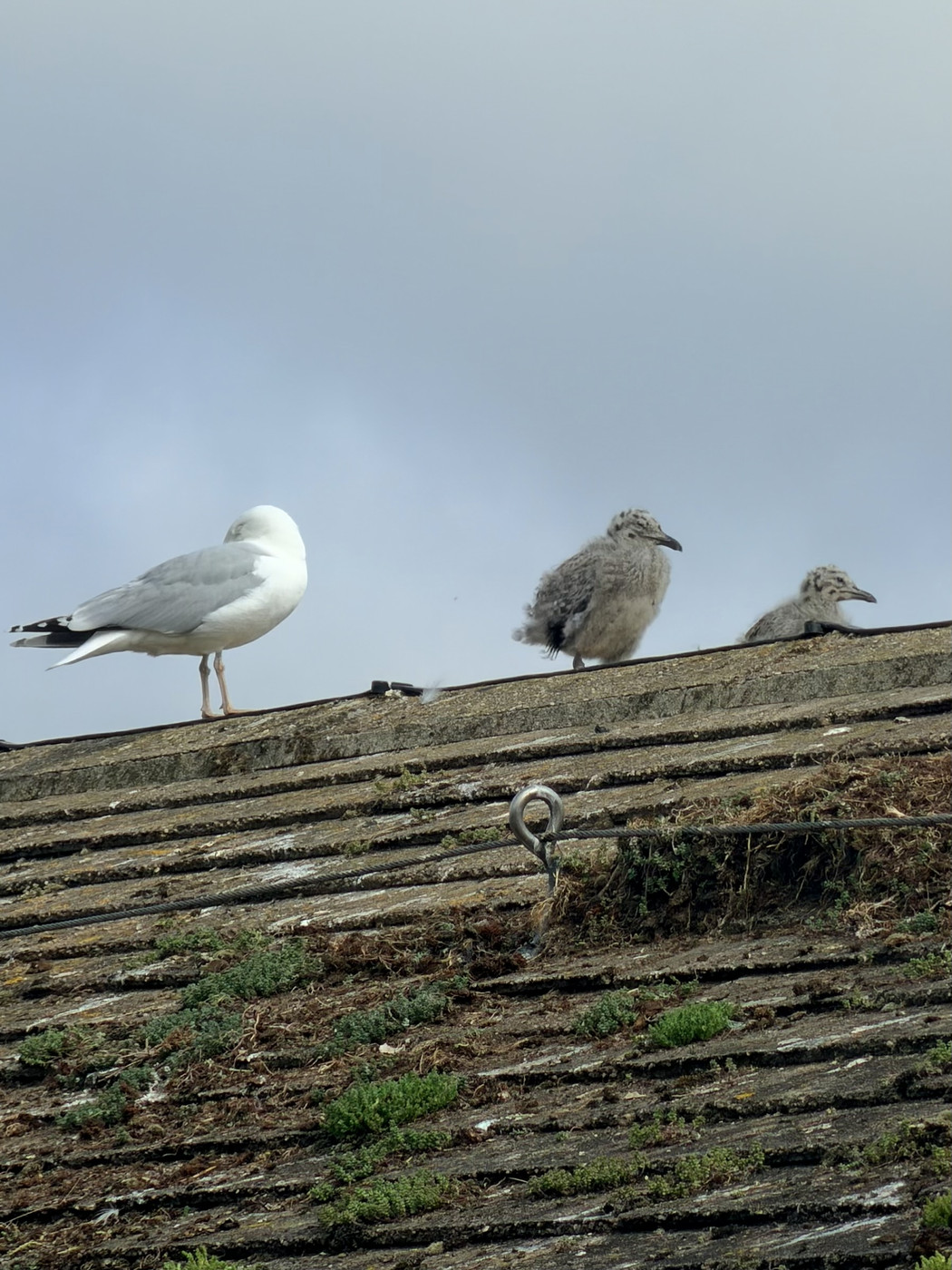 An adult seagull and two fluffy juvenile chicks stand in a line along the ridge of a weathered roof. The gull faces away while the chicks look outward from the edge, with patches of moss and vegetation growing between the roof tiles beneath a pale grey sky.