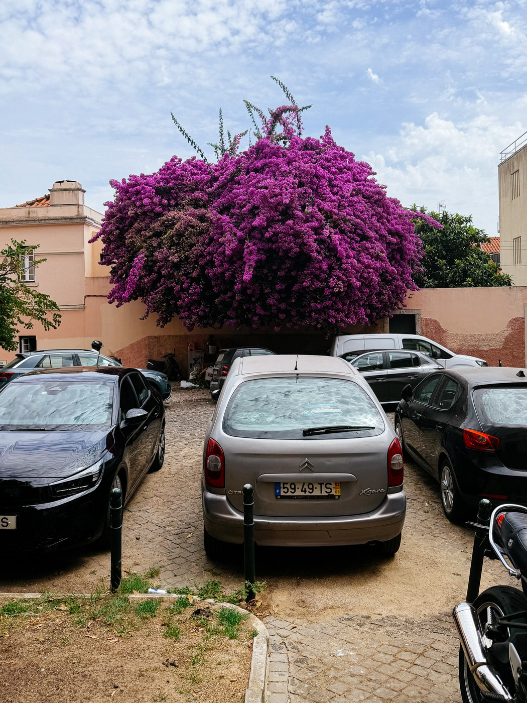 A vibrant purple bougainvillea tree in full bloom overhangs a small urban parking area with several parked cars under a partly cloudy sky.