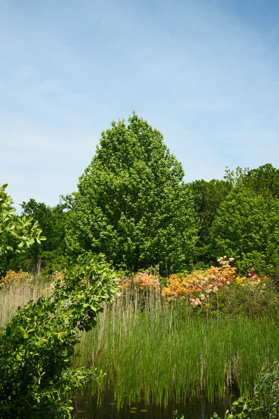 A bright outdoor scene with a tall, full green tree centered against a clear blue sky. In the foreground and midground there are tall grasses, shrubs, and flowering plants beside a calm pond with lily pads.