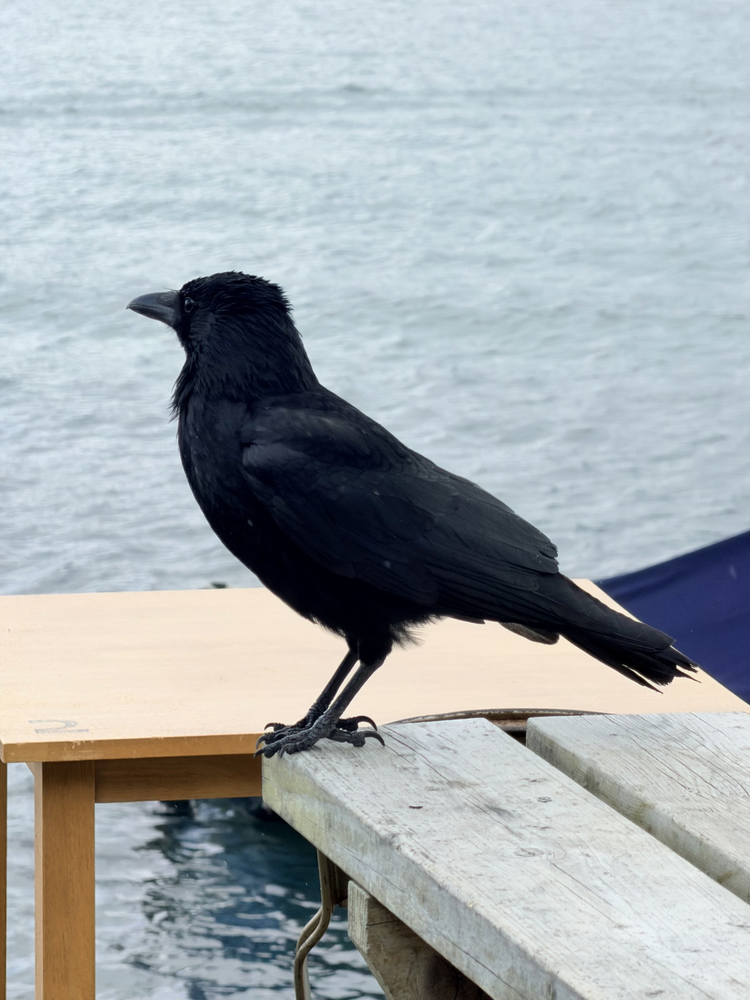 Black crow-like bird perched on a weathered wooden bench beside water. A small table and pale rippling water are visible in the background.