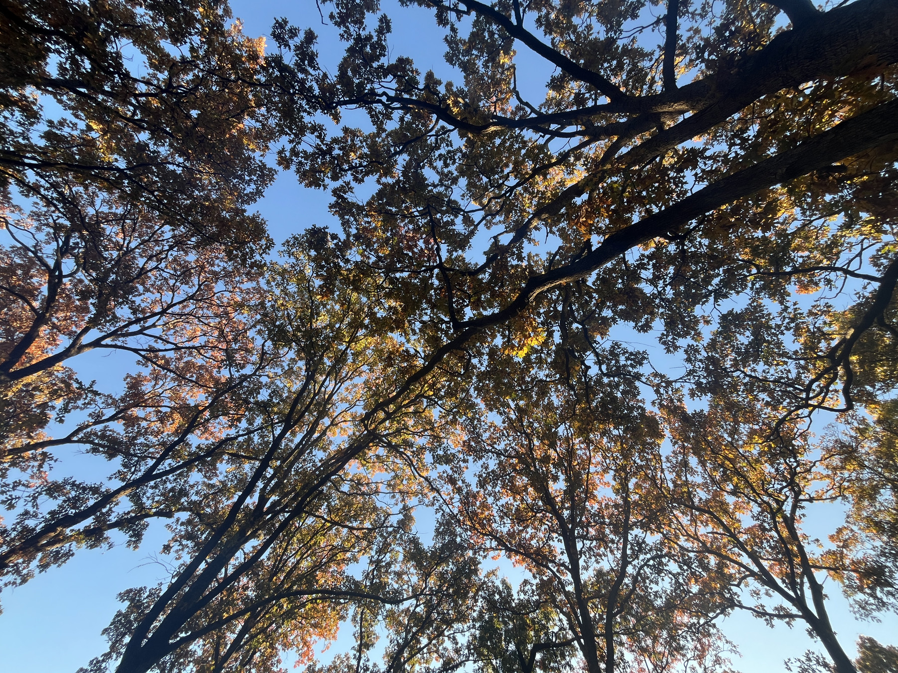 Looking up at deciduous trees curving over with a wide perspective. The trunks angle up from the sides and the leaves are fall colors, turning yellow and orange, and the sky is bright light blue behind teh trees and sunlight highlights a strip of leaves in the middle of the photo. 