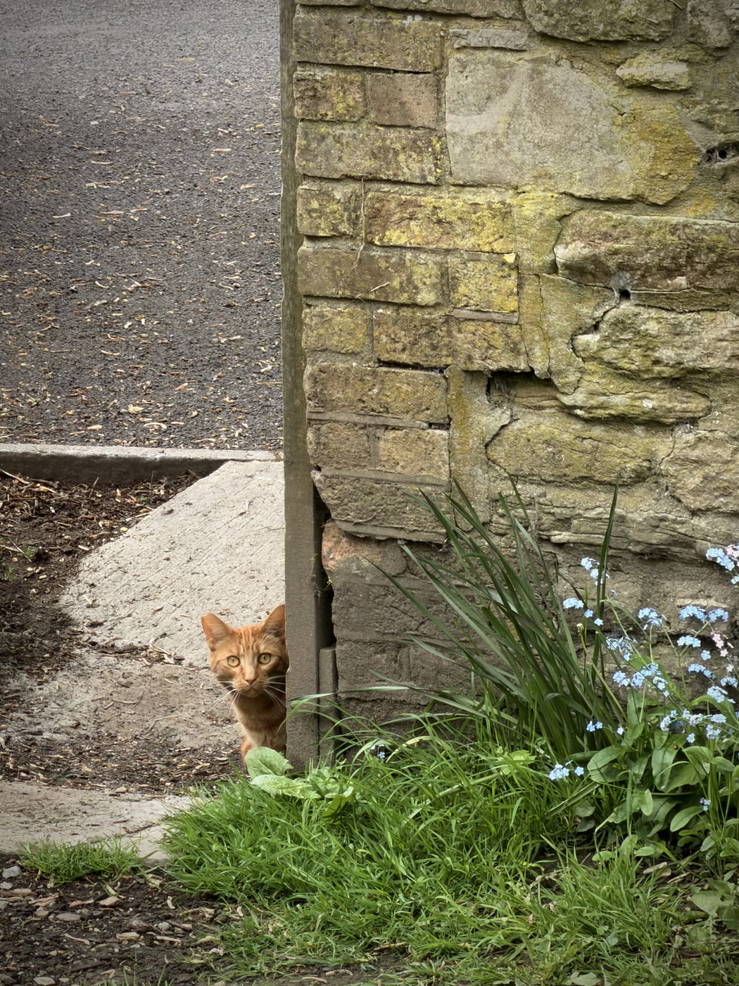 An orange cat peeks around the corner of an old stone wall beside grass and small blue flowers.